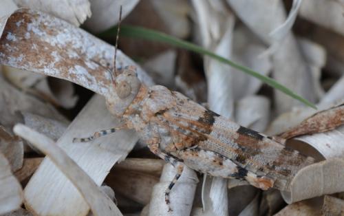 Sphingonotus uvarovi